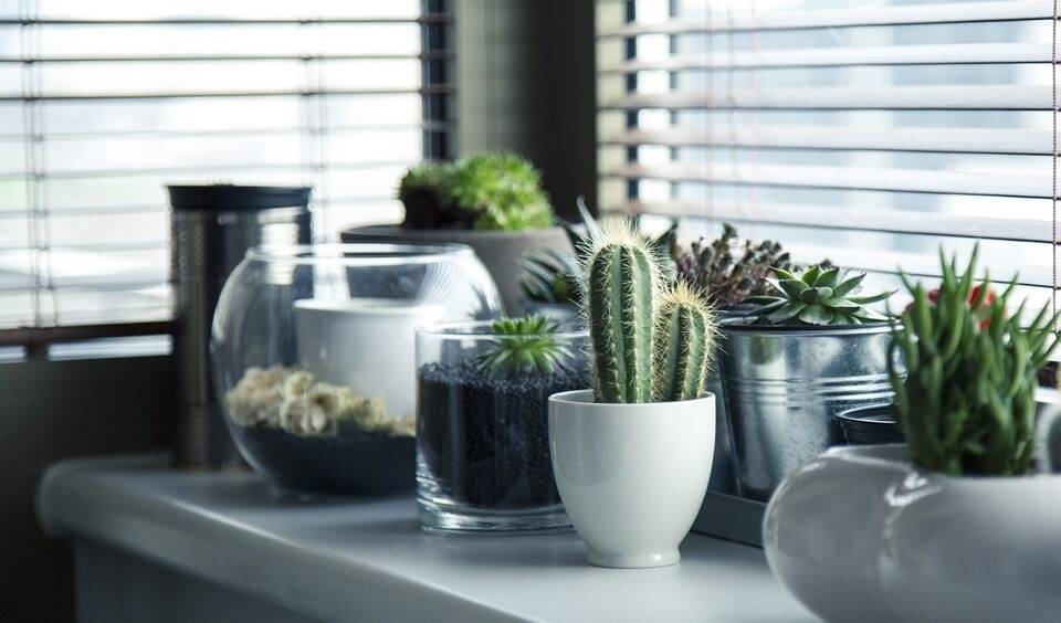 Goth Gardening : 5 plantes succulentes noires à essayer