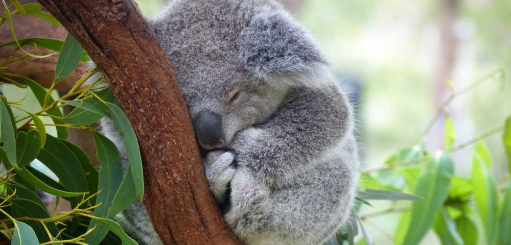 Les actions humaines font perdre 30 % de ses koalas à l’Australie