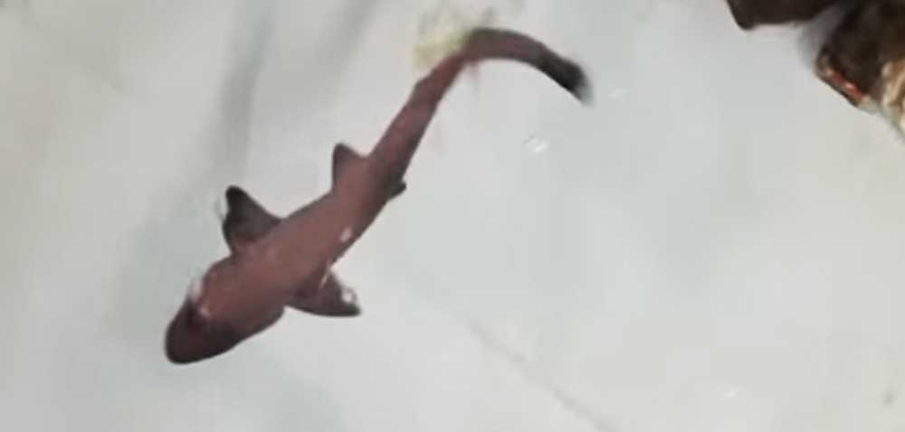 Le requin est né dans un aquarium habité uniquement par des femelles ; comprendre
